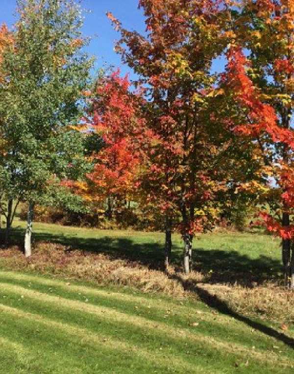 Order of Cistercians of the Strict Observance