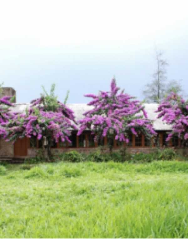 Order of Cistercians of the Strict Observance