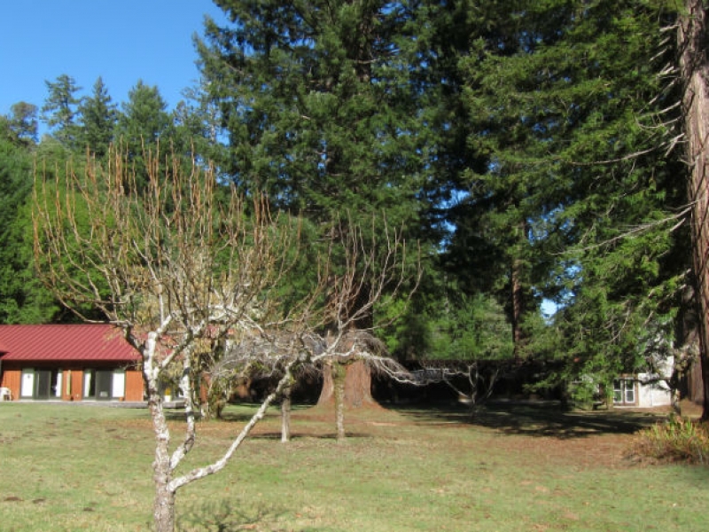 Redwoods4