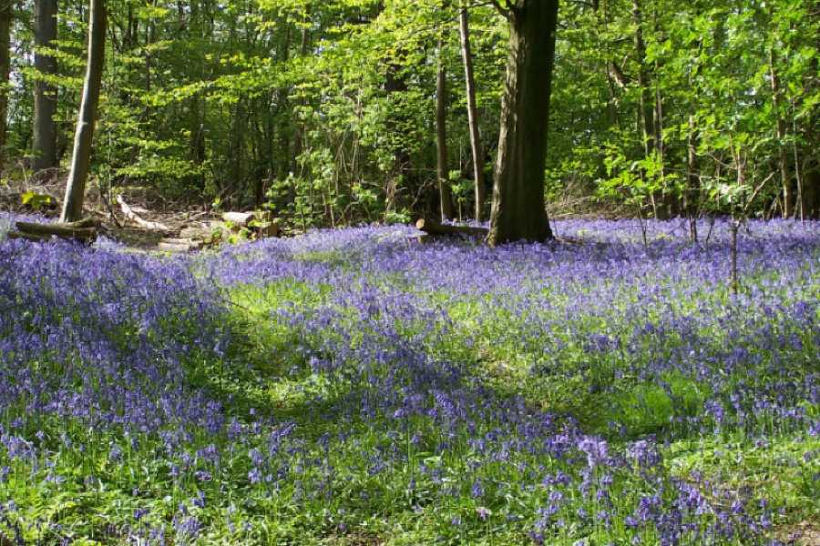 Order of Cistercians of the Strict Observance